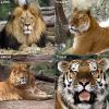 Гибриды тигров и львов.jpg
