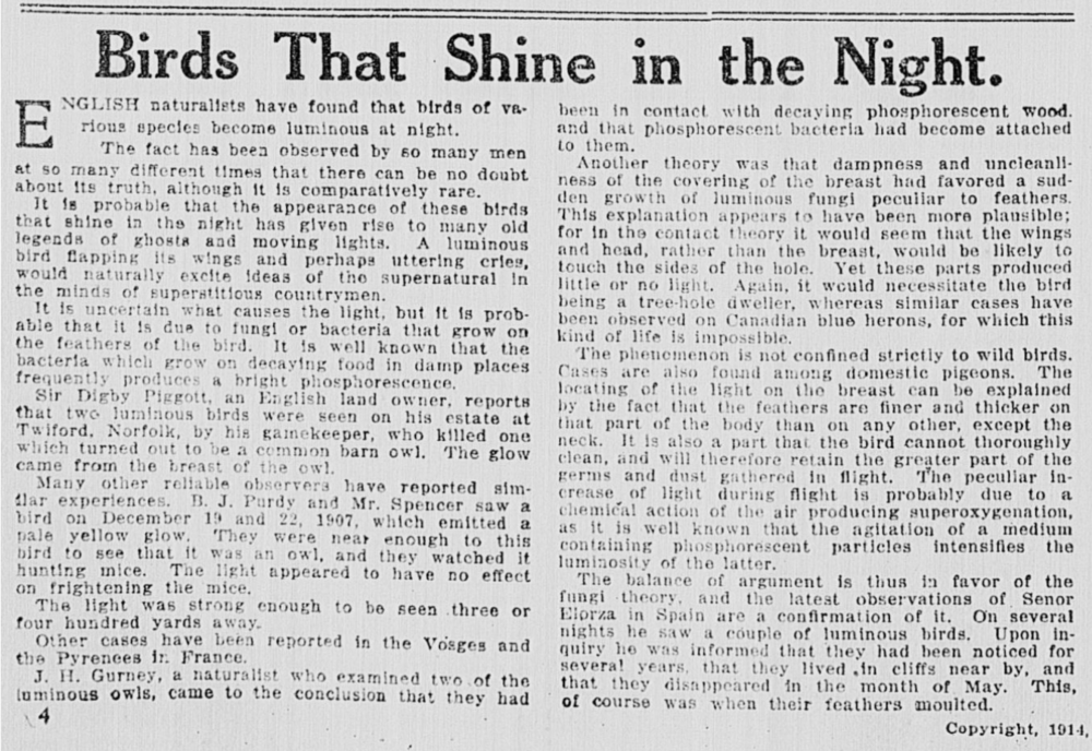 1914 Birds that Shine in the Night--Times Dispatch _Richmond, Va _ 1903-1914, Sun January 18, 1914, Image 46.png